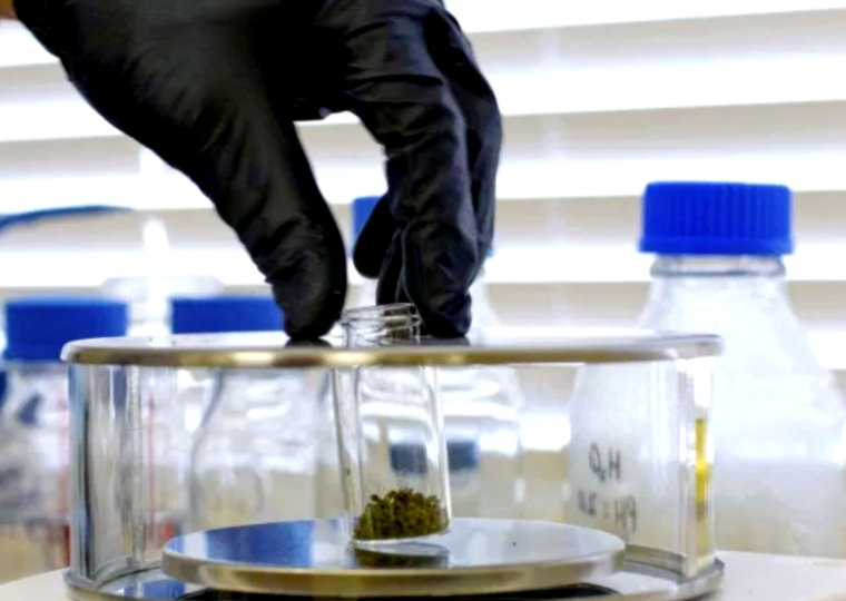 New testing standards could help challenge inflated THC levels in legal weed 