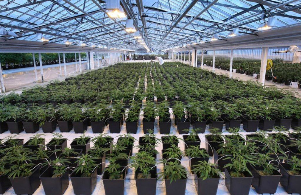 Canadian cannabis crop receipts now over $1 billion