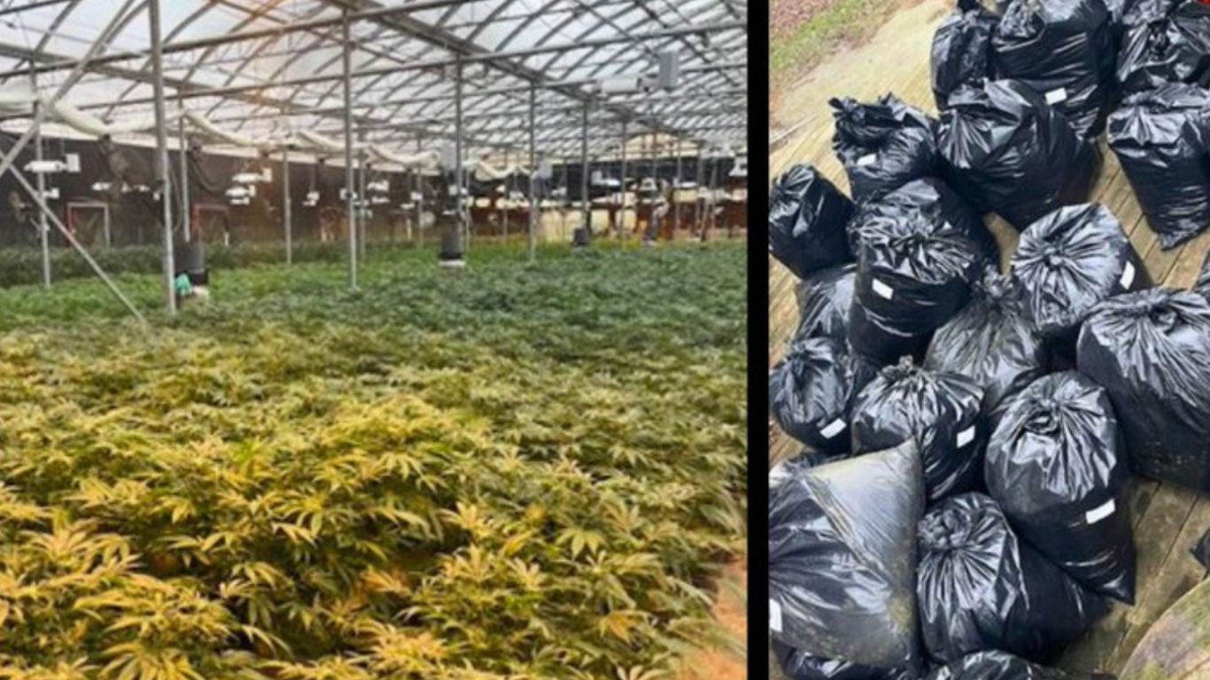 Health Canada referral leads to large cannabis seizure at former designated medical cannabis production site