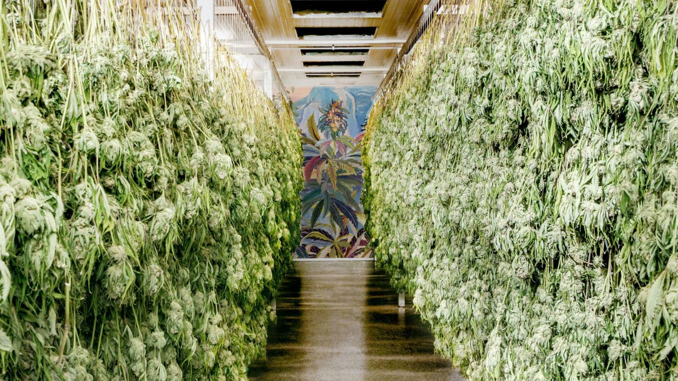 Increased Canadian cannabis sales for Village Farms in Q2 2024