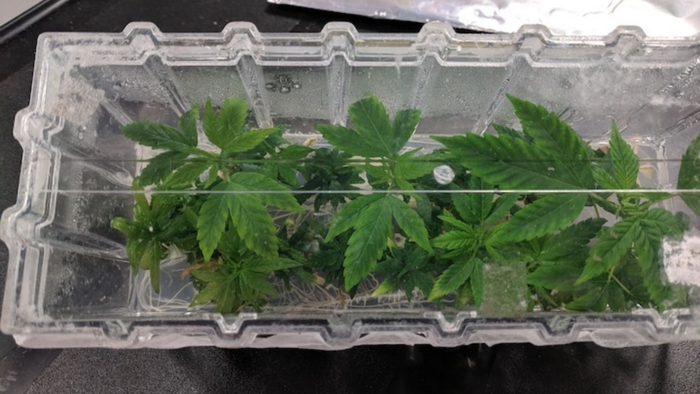 University of Guelph researcher says tissue culture samples offer opportunities for the cannabis industry