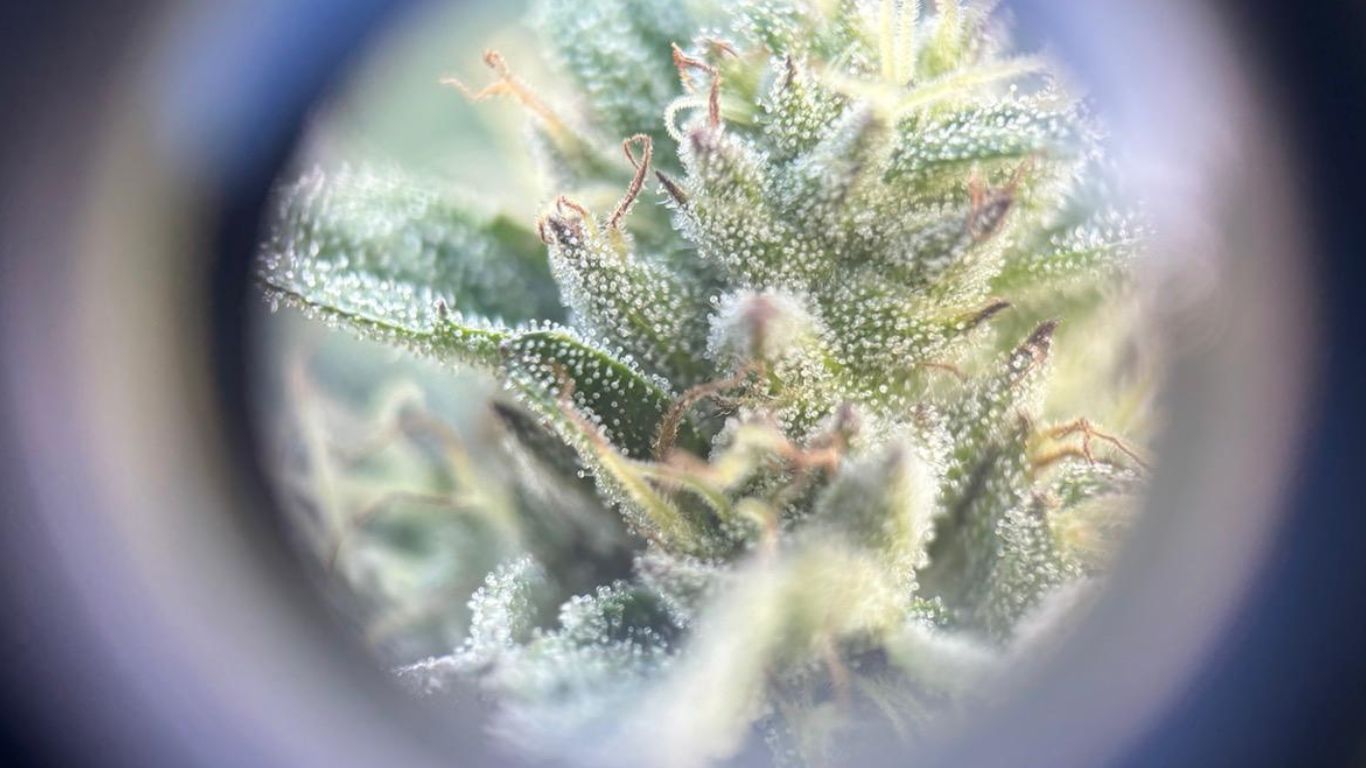 Trichome Hills cannabis nursery optimizing marketable flower production