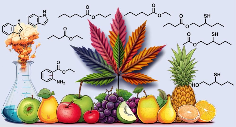 New research suggests that the effect of terpenes on cannabis aroma is overhyped