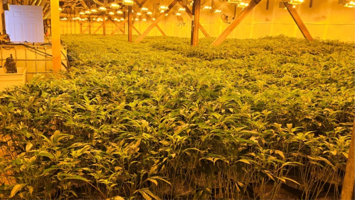 OPP seize more than 5,000 cannabis plants, arrest two in Pembroke