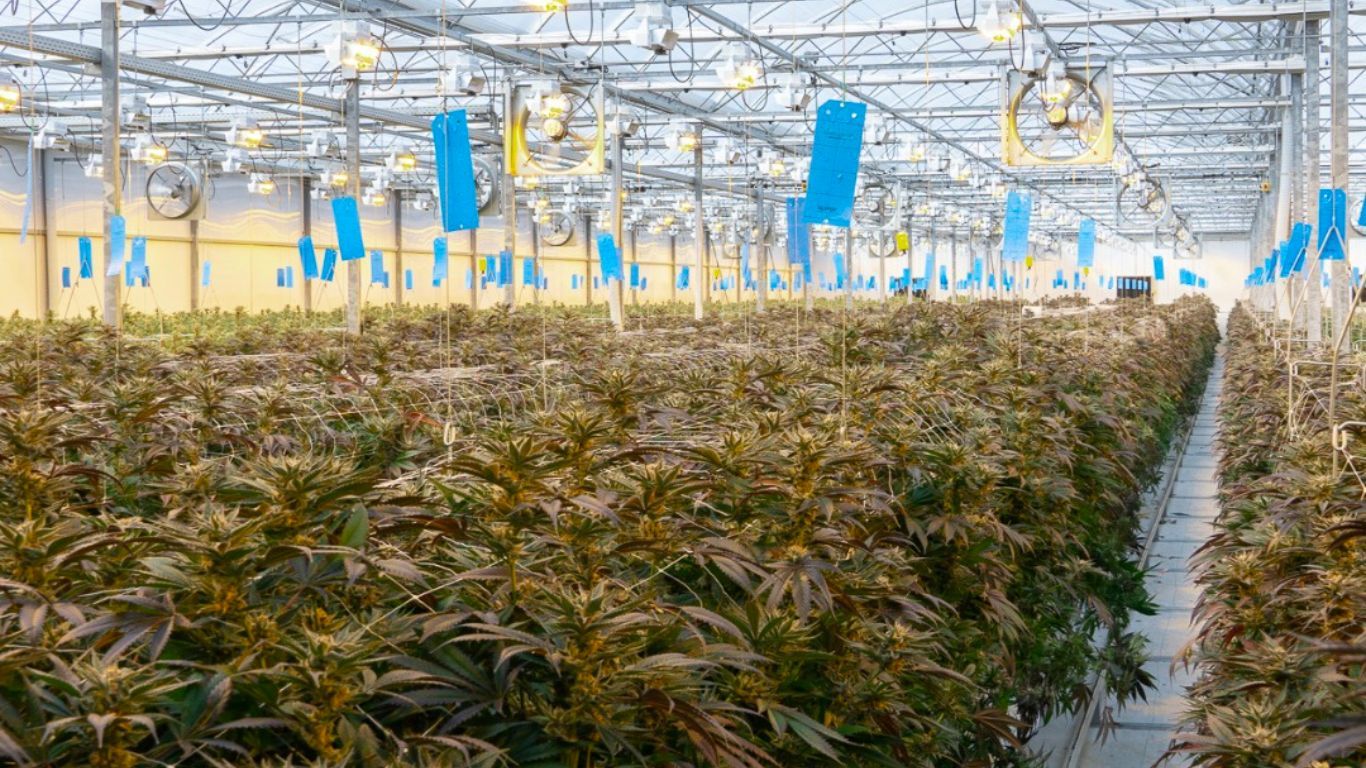 Decrease in net revenue, increase in losses for Greenway Cannabis in annual report