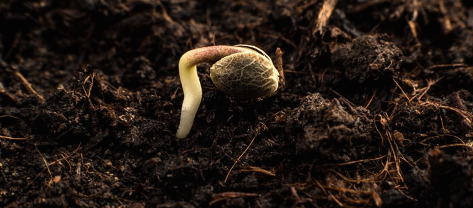 New cannabis seeds coming to Ontario and BC soon