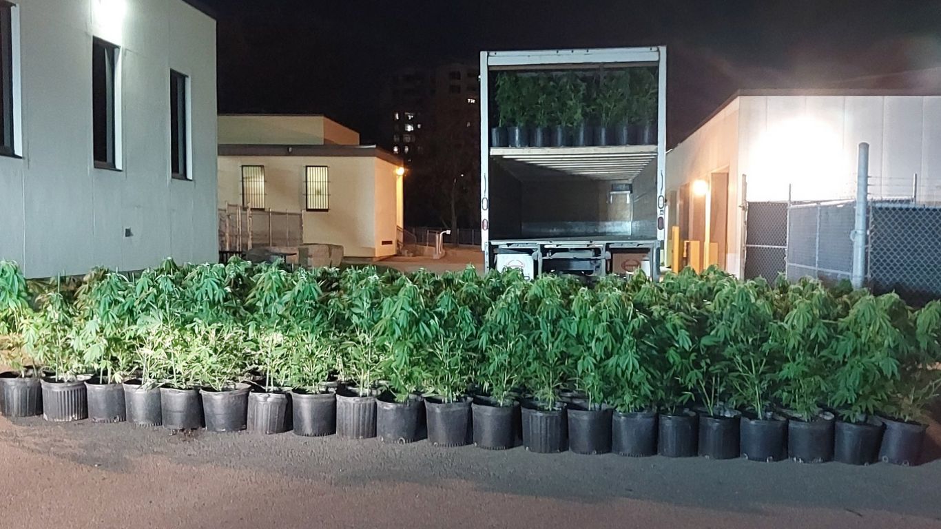 Traffic stop in Ontario leads to seizure of hundreds of cannabis plants