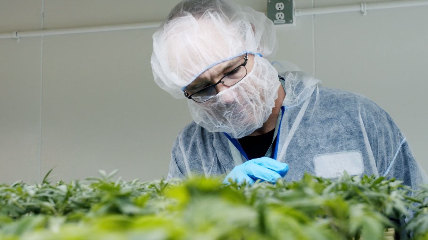 SNDL reports first profitable quarter for cannabis production, increased losses for retail