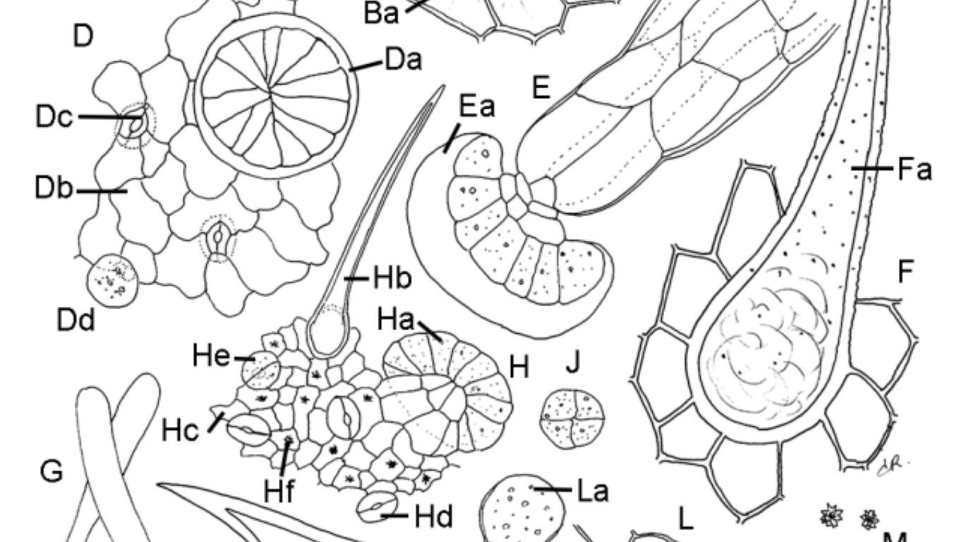 Monograph on cannabis flower to be published in European Pharmacopoeia