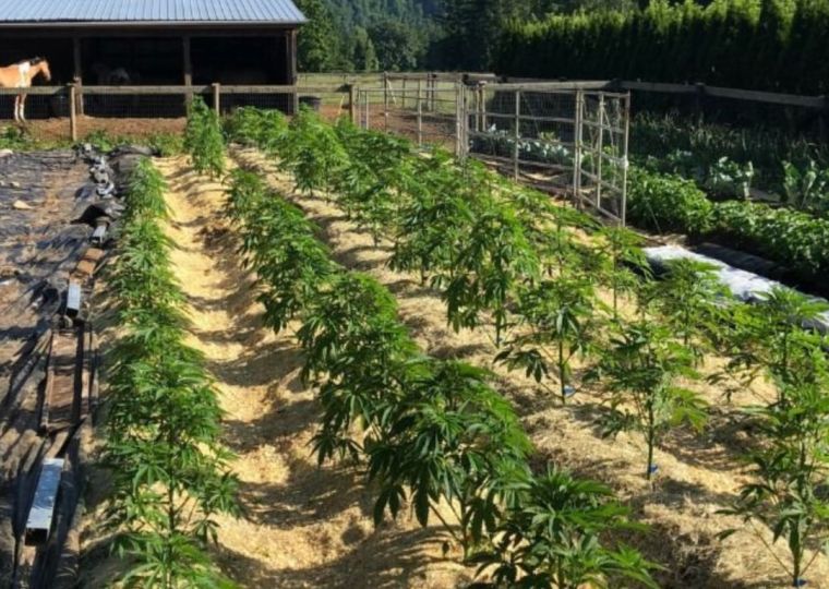 Cultivate organic cannabis with living soil