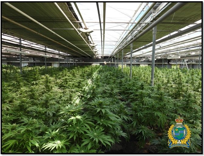 Niagara police bust large scale illegal cannabis grow operation