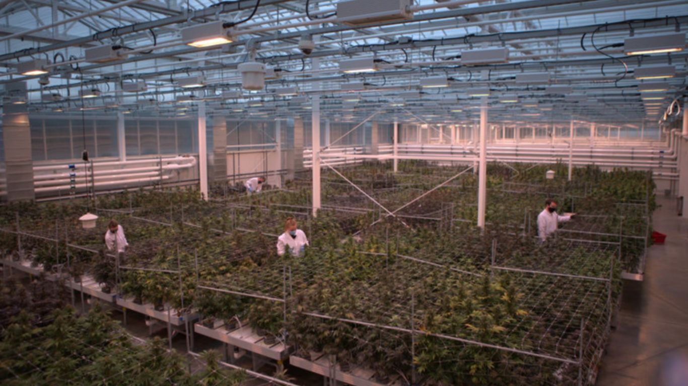 Aurora Cannabis’ growth buoyed by increased medical exports, cut flower business