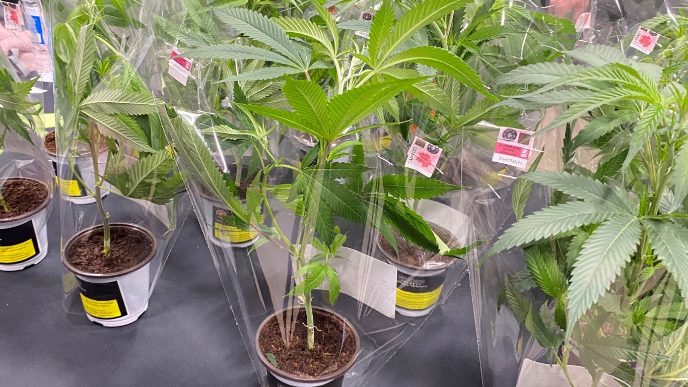 Buying cannabis seeds and clones in Canada in 2023
