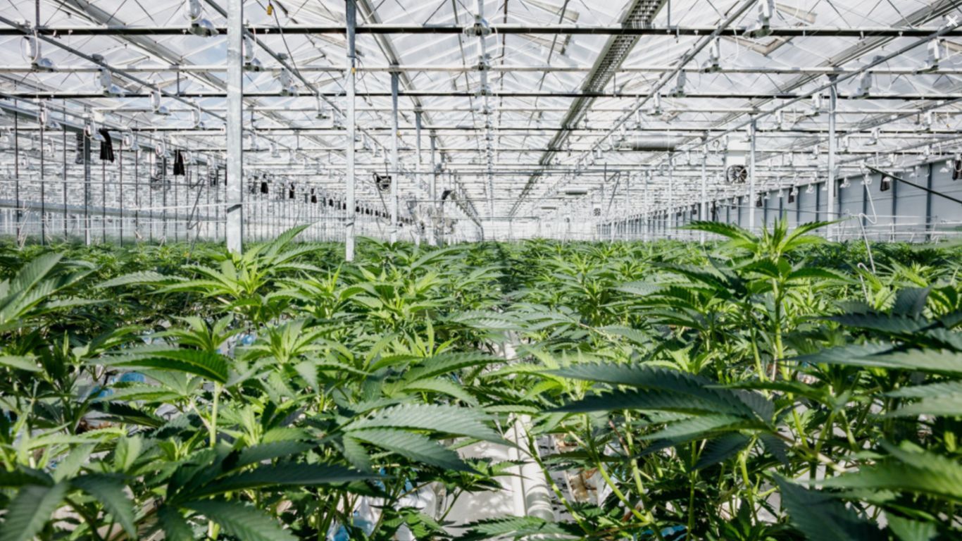 Metro Vancouver rethinking regulation of cannabis VOCs
