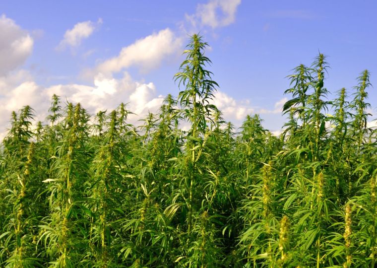Infrastructure is key to hemp industry’s growth