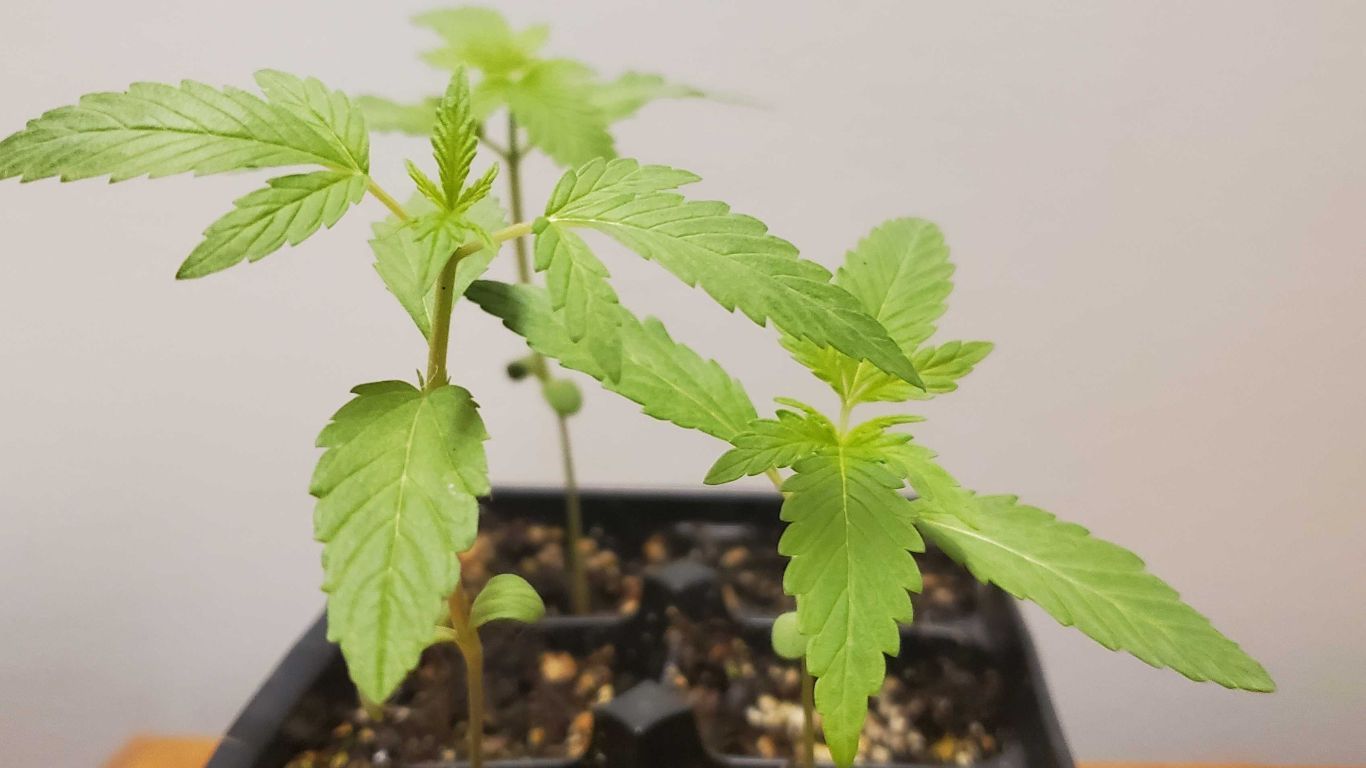 Manitoba passes legislation to allow growing cannabis at home