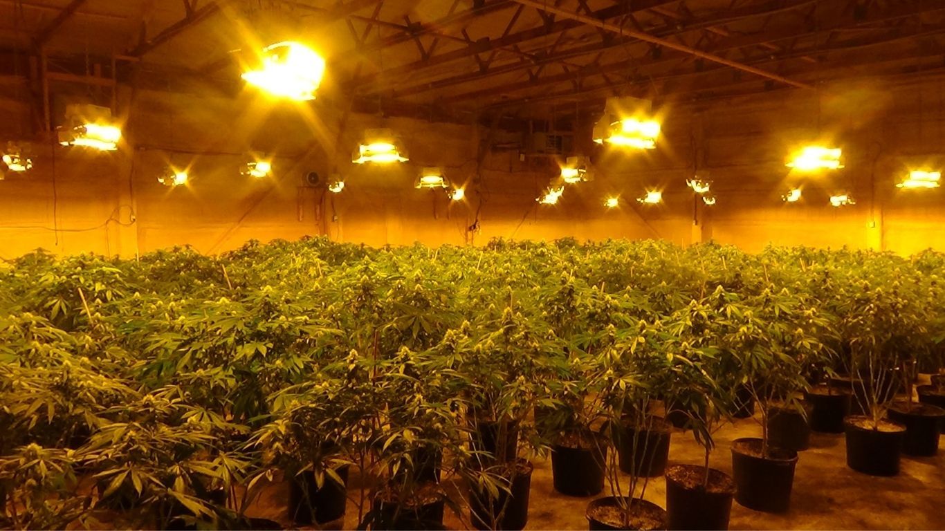 OPP seize 18,000 cannabis plants and 3,000 pounds of cannabis from two unlicensed grows