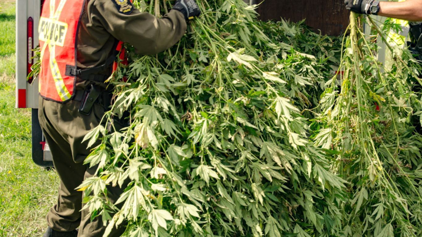 Police in Quebec seize tens of thousands of plants,  2.5 tons dried cannabis in series of raids