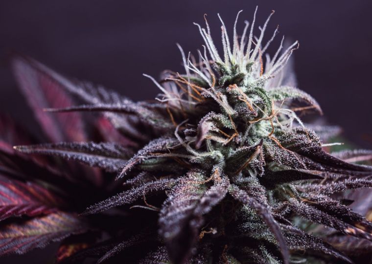 Hybridization: The life and legacy of cannabis strains