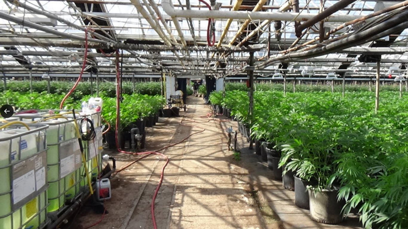 OPP seize nearly 12,000 cannabis plants from large greenhouse