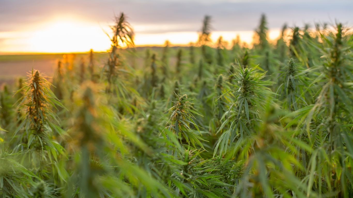 Farm Products Council of Canada seeks industry feedback on Industrial Hemp Promotion-Research Agency
