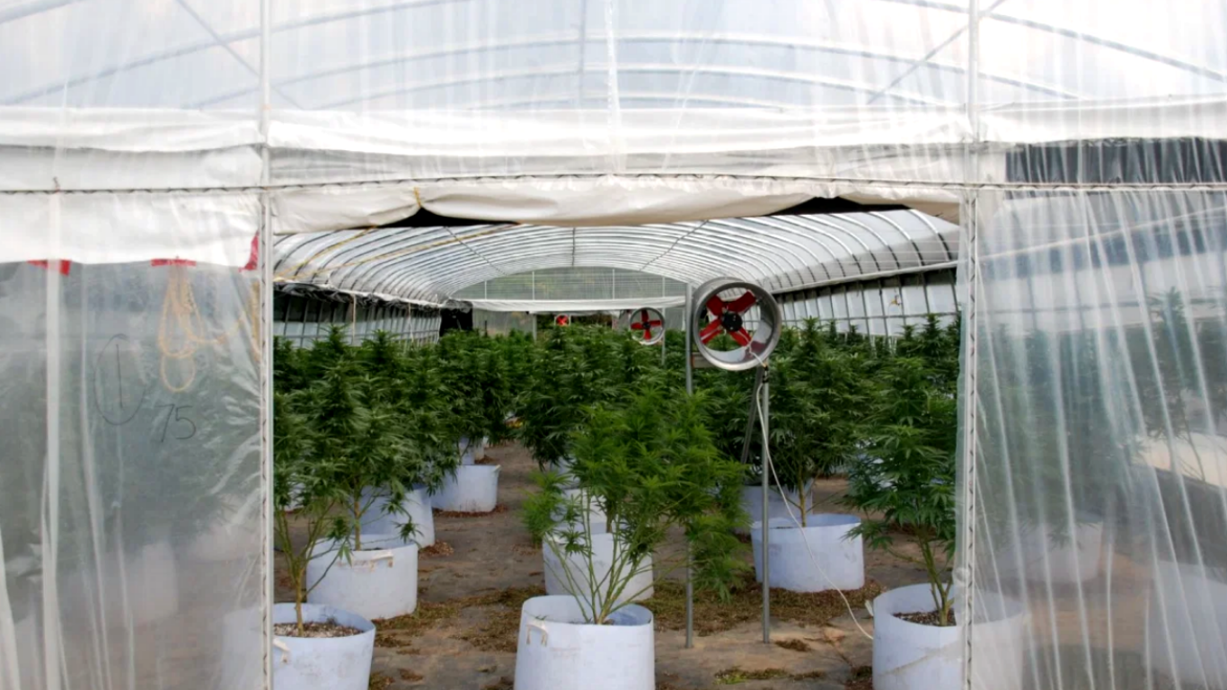 Brighton, Ontario looks to manage personal/designated medical grows through proposed bylaw