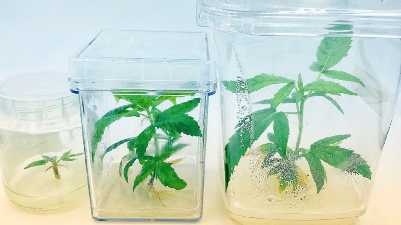 BC nursery to soon offer drop shipping of tissue culture clones to two Regina retailers