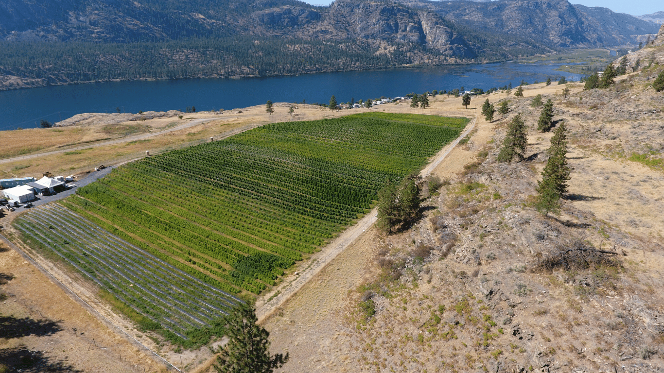 McIntyre Creek Cannabis