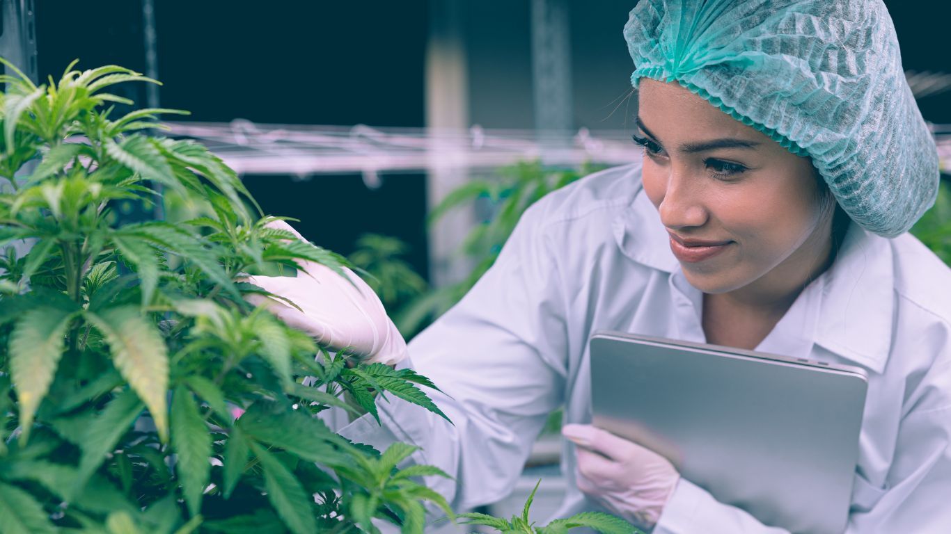 UBC opens new Biology of Cannabis course