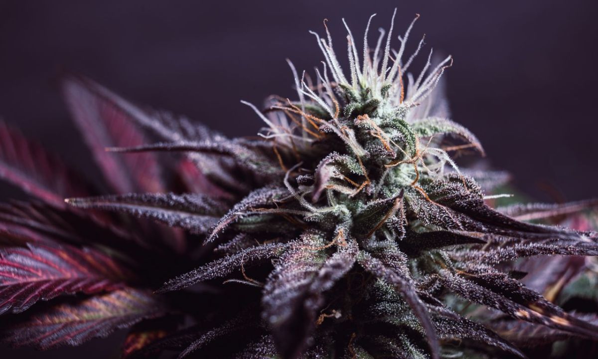 Hybridization: The life and legacy of cannabis strains