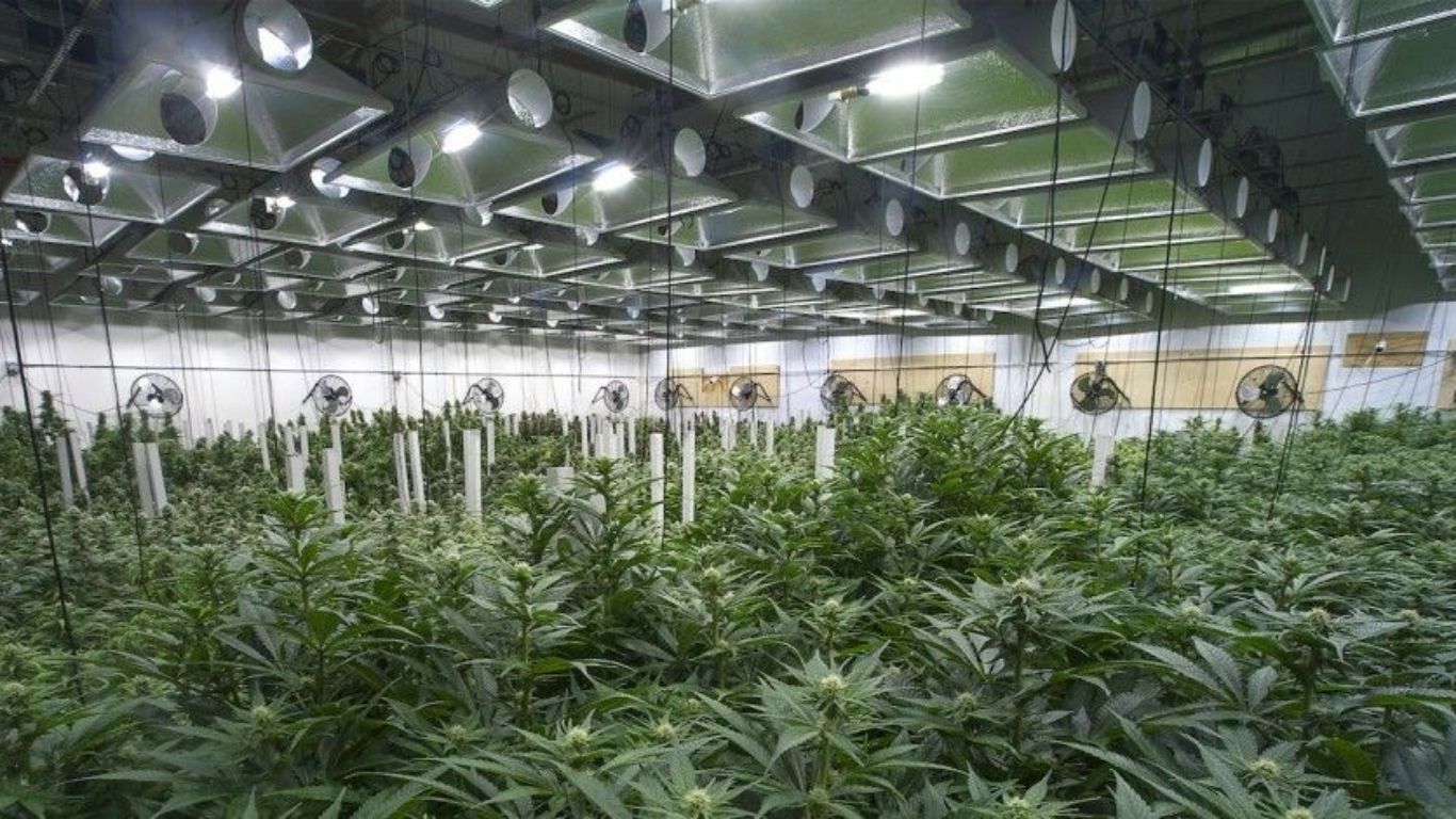 Comparing greenhouse gas emissions from indoor cannabis production in Canada, US