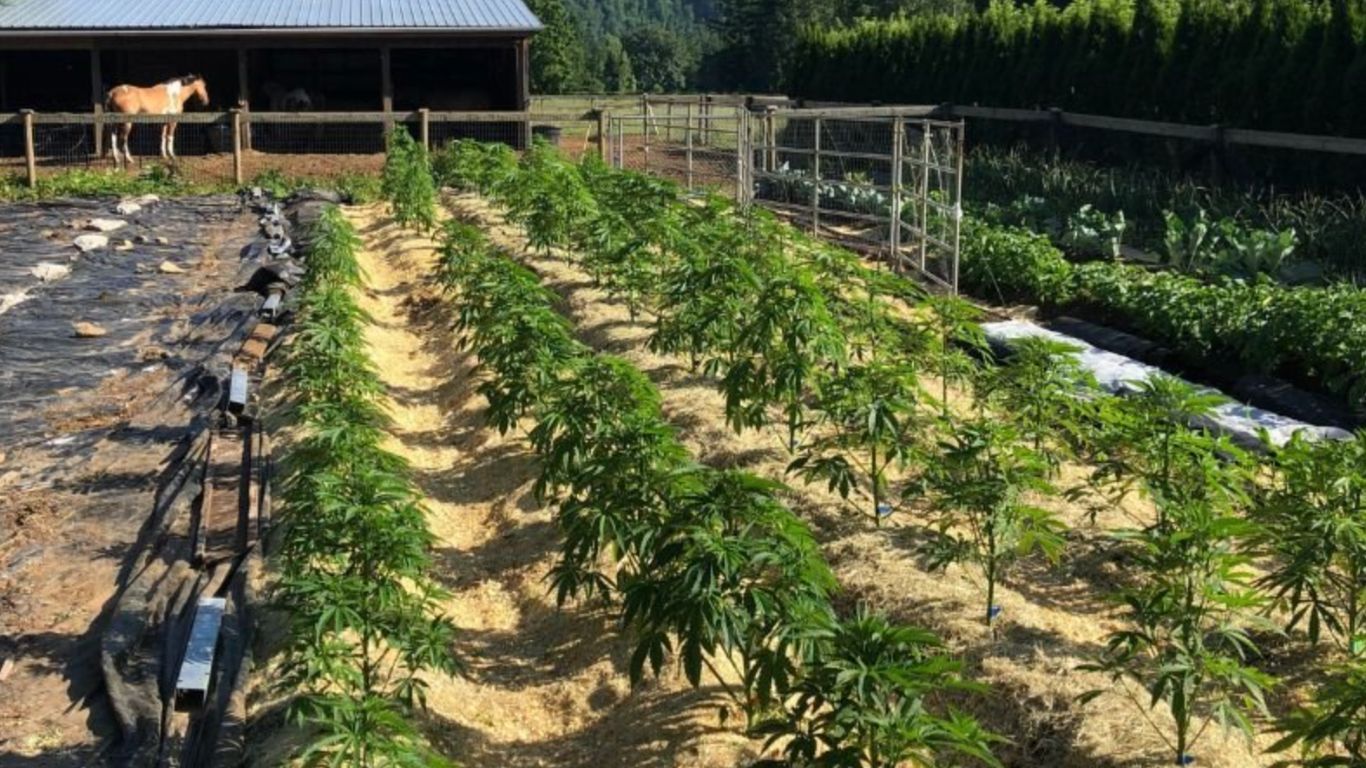 Cultivate organic cannabis with living soil