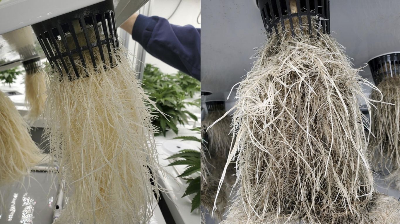 UBC researcher identifies new kind of root rot affecting cannabis plants