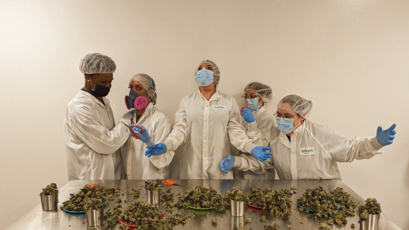 The trimming teams helping Canada’s cannabis growers