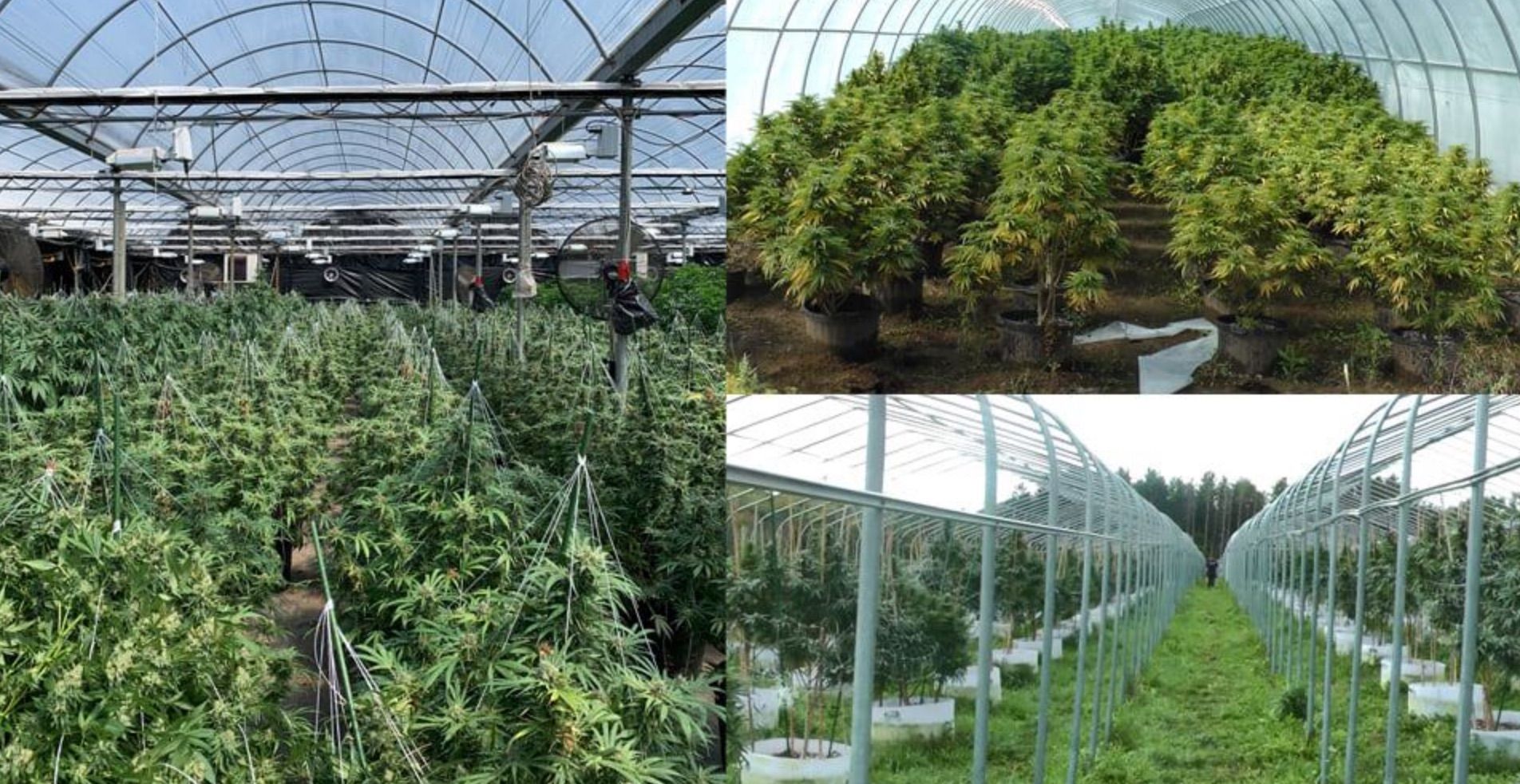 Durham Regional Police seized more than $50 million in cannabis plants and shut down 18 growing operations as part of Project Mosquito