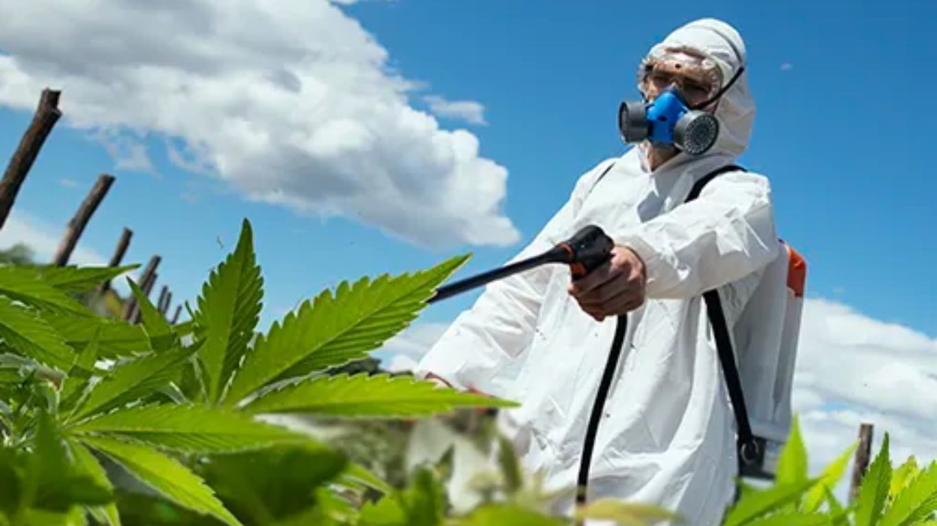 Health Canada seeking feedback on new proposed approach for pesticide use for cannabis and hemp