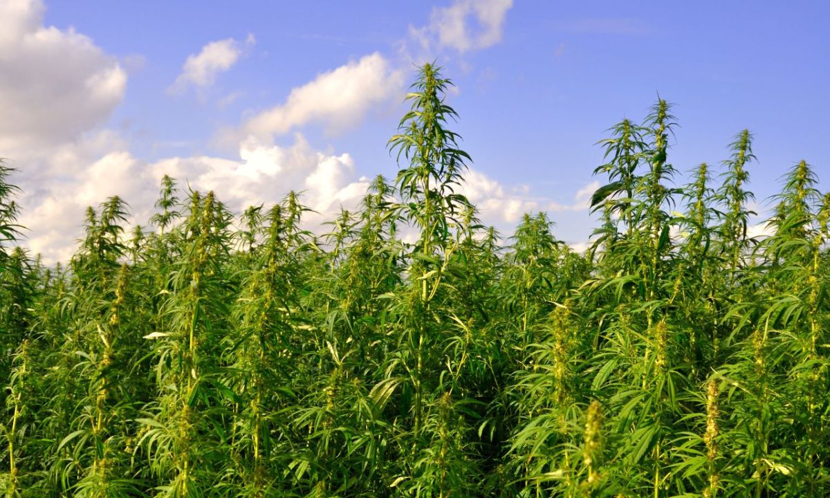 Infrastructure is key to hemp industry’s growth