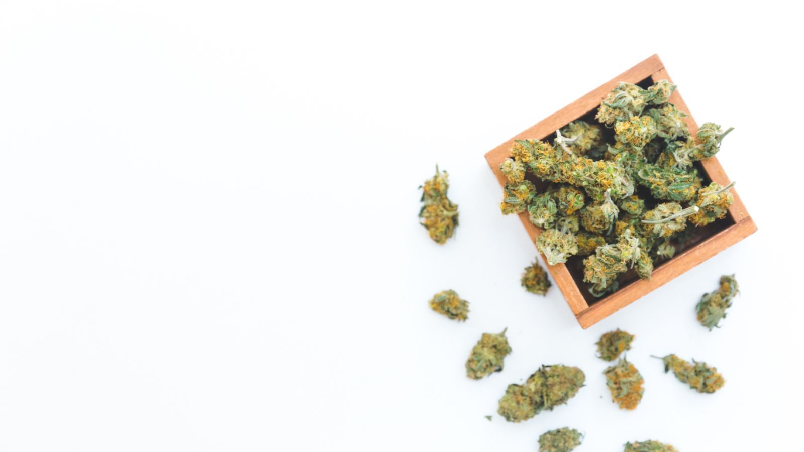 The Week in Weed – May 20, 2023 