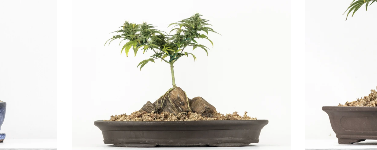 Exploring Bonsai Cannabis