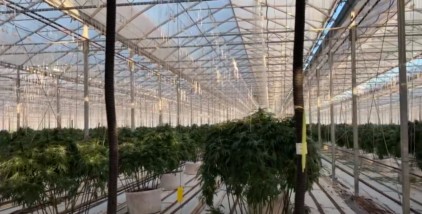 Police in Ontario seize over $7,300,000 in cannabis from large illicit greenhouse operation