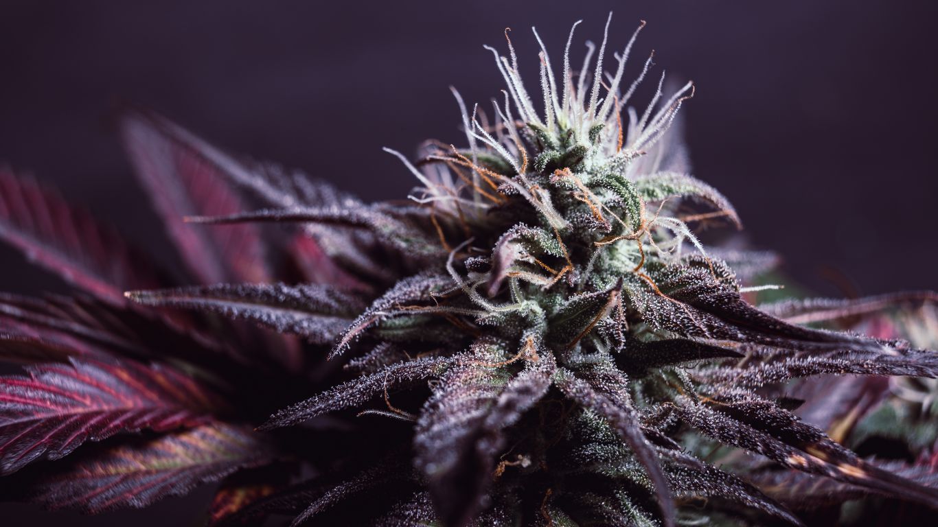 Hybridization: The life and legacy of cannabis strains