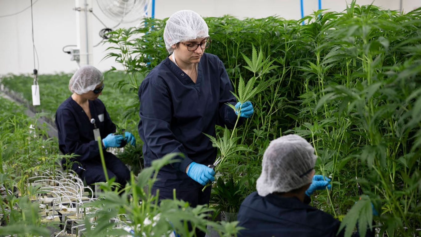 Cannabis company tried to intimidate employees interested in union