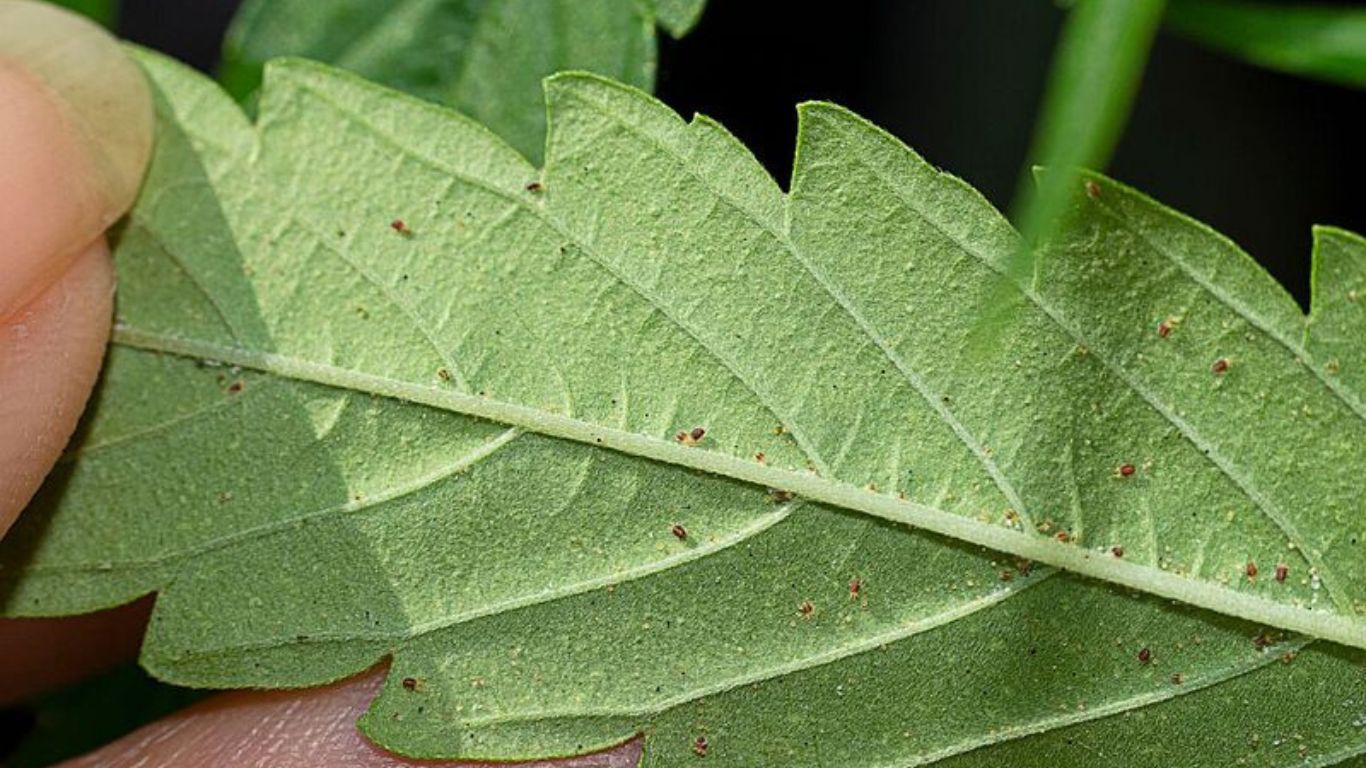 Identify and naturally eliminate cannabis pests