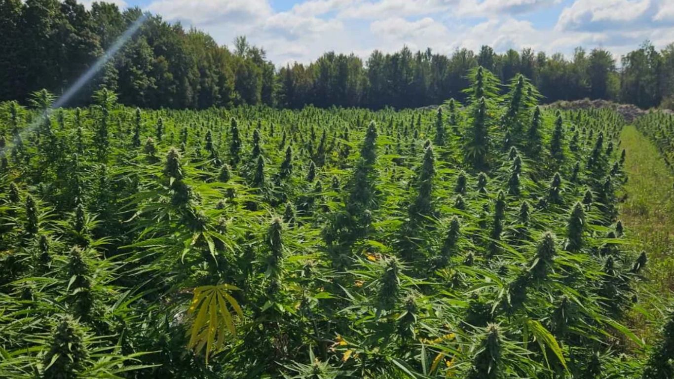 $600,000 in grants to help develop minor cannabinoids in Canada’s hemp crops