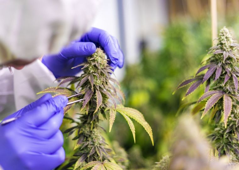 Cannabis clinical trials hampered by lack of GMP cannabis