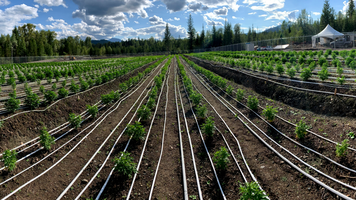 Rosebud Cannabis Farms