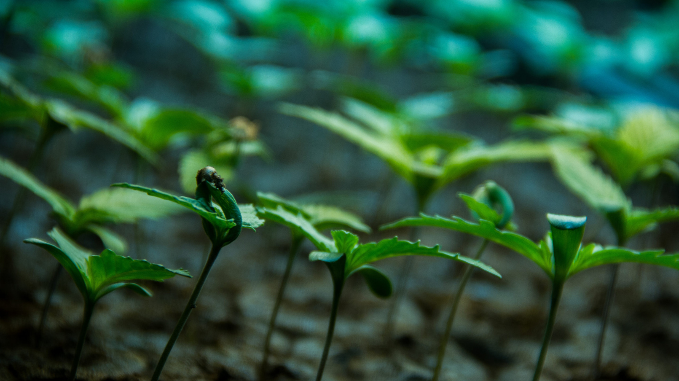 Health Canada to begin granting Dried/Fresh sales licences to all processors