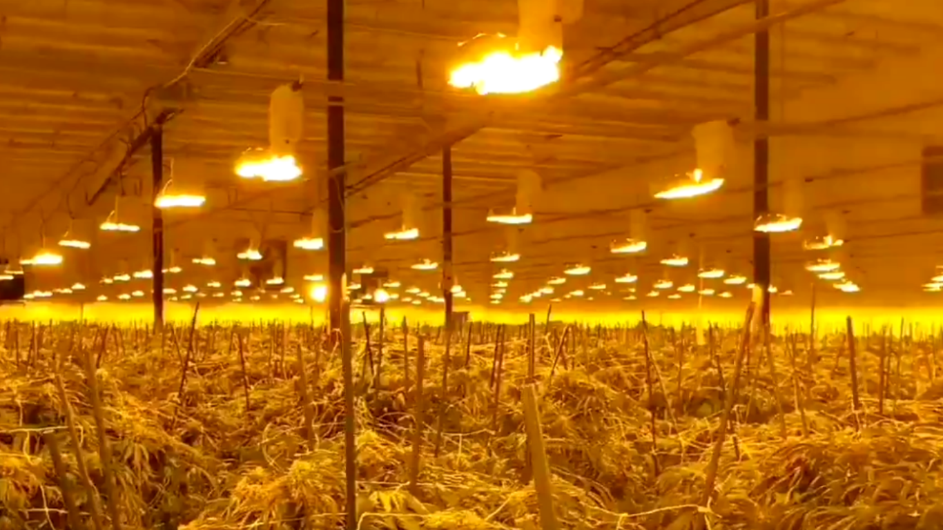 Ontario: Another large scale raid in Norfolk County with hundreds of cannabis plants seized