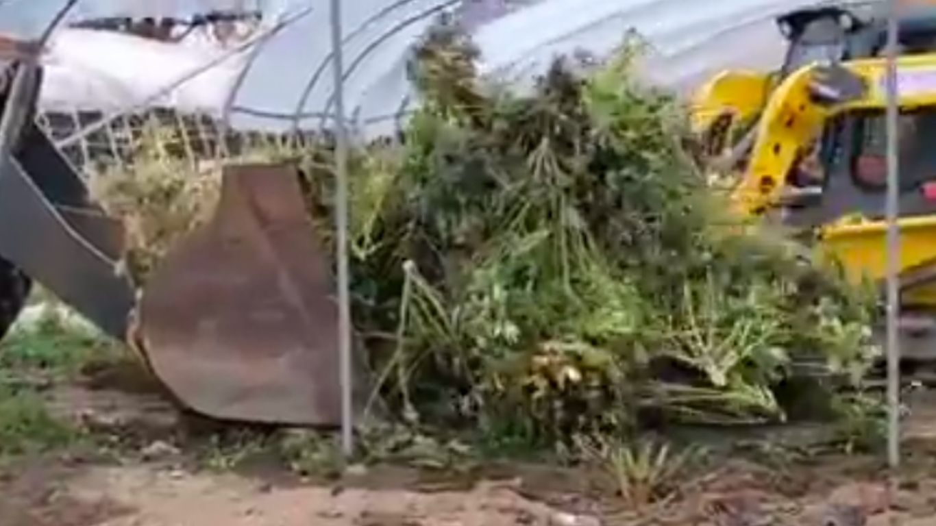 Charges dropped following large raid of Ontario cannabis farm last fall