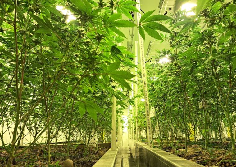 North Okanagan micro takes holistic approach to cannabis